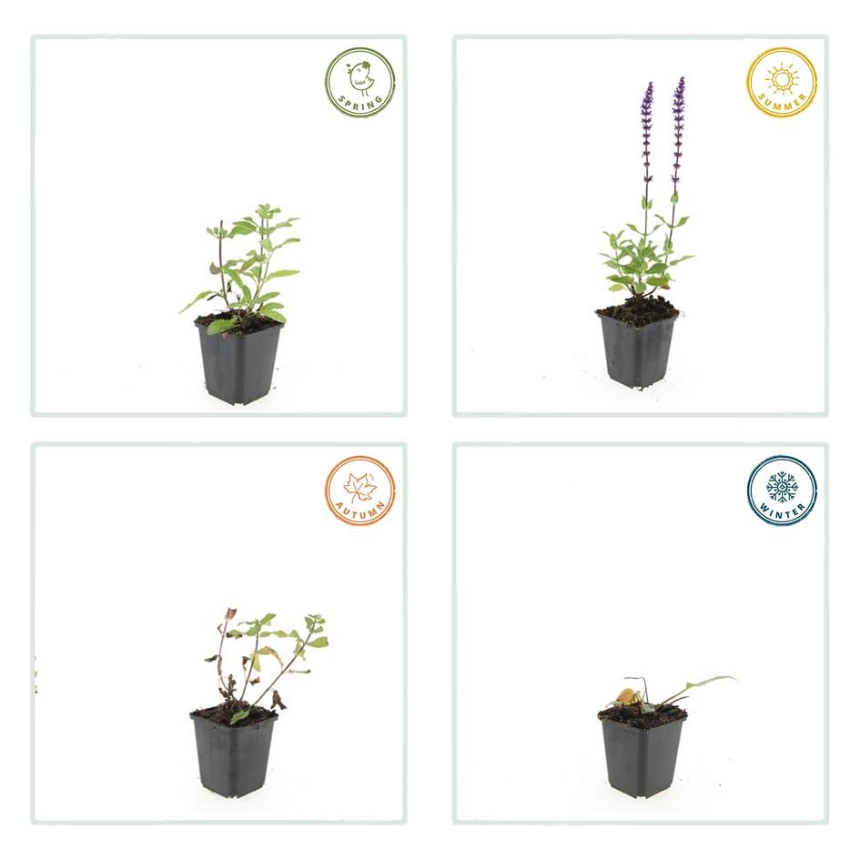 48x Salvia nem. 'Caradonna' - ↕10-25cm - Ø9cm