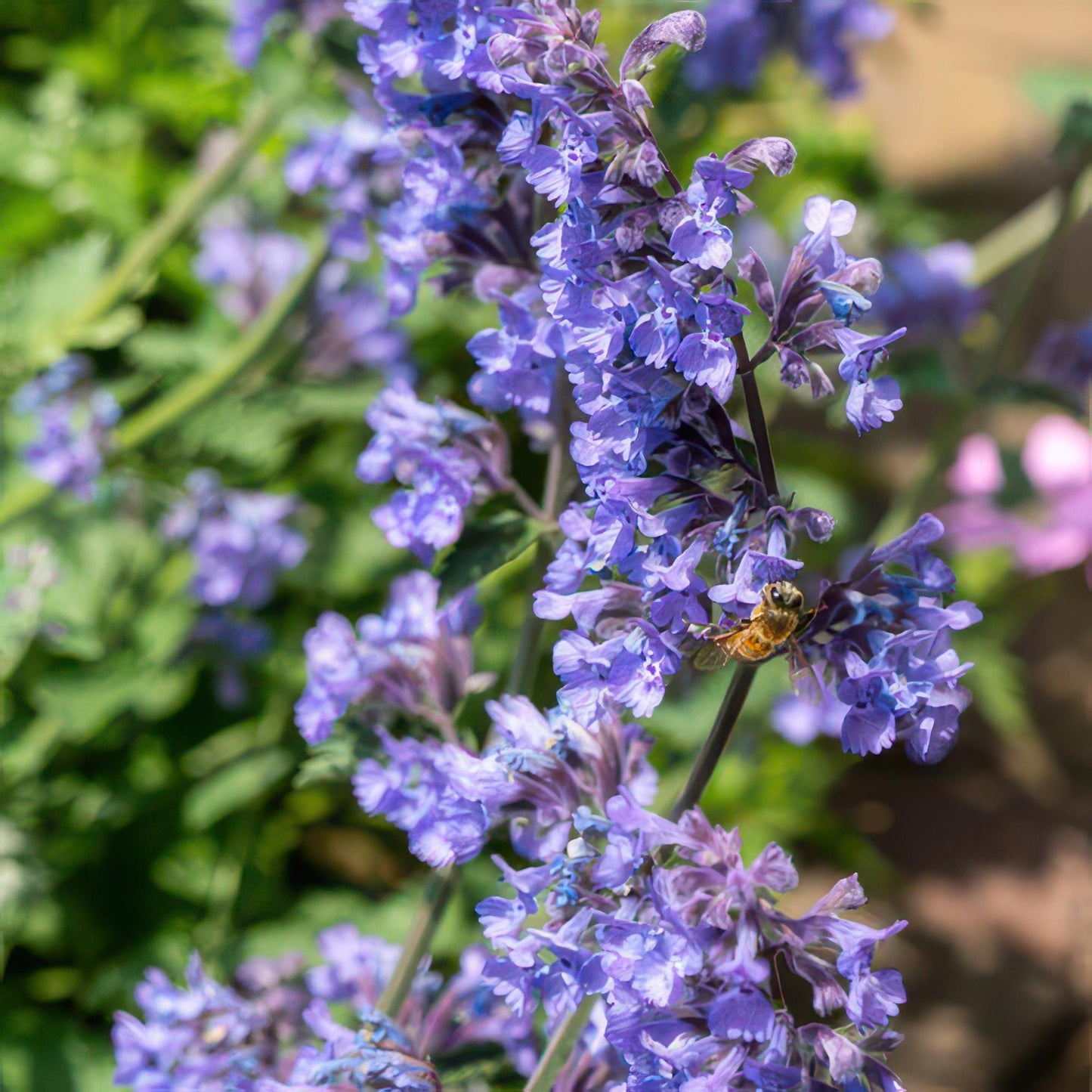 48x Nepeta 'Six Hills Giant' - ↕10-25cm - Ø9cm