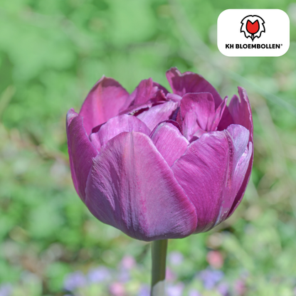 Tulpenbollen Double Flag – 20 Stuks | KH Bloembollen® | Paarse Dubbelbloemige Tulp – Elegant & Vol – Cadeau voor Tuin of Pot – Maat 11/12 – Vers van de Teler!