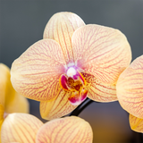 Sunny Bunny orchidee geel/roze + Retro oker sierpot – potmaat Ø12cm | bloeiende kamerplant – vers van de kweker