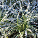 Siergrassen - Carex oshimensis Everest - Wit en Groen - 4 Planten - Bladhoudend - Weinig Onderhoud - Pot 17cm Hoogte 50cm