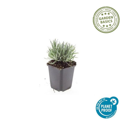 48x Lavandula int. 'Edelweiss' - ↕10-25cm - Ø9cm