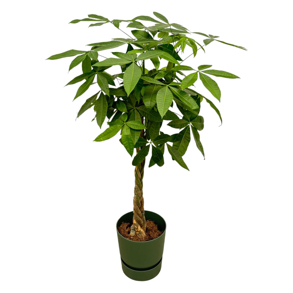 Pachira Aquatica + Pot Groen - ↕160cm - Ø30cm