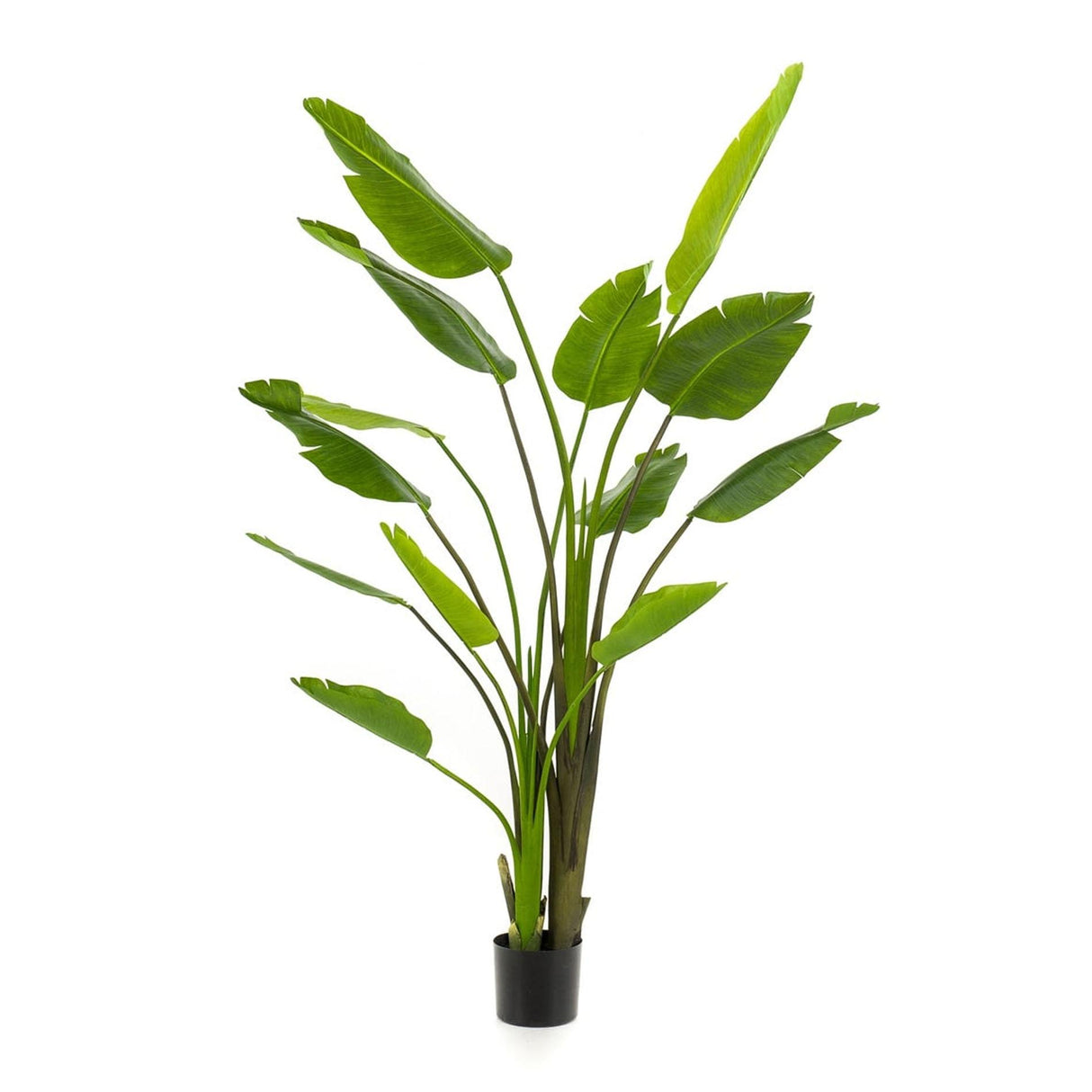 Strelitzia nicolai - 180 cm - En pot noir - Plante artificielle