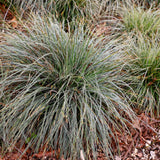 Siergrassen - Carex oshimensis Everest - Wit en Groen - 2 Planten - Bladhoudend - Weinig Onderhoud - Pot 17cm Hoogte 50cm