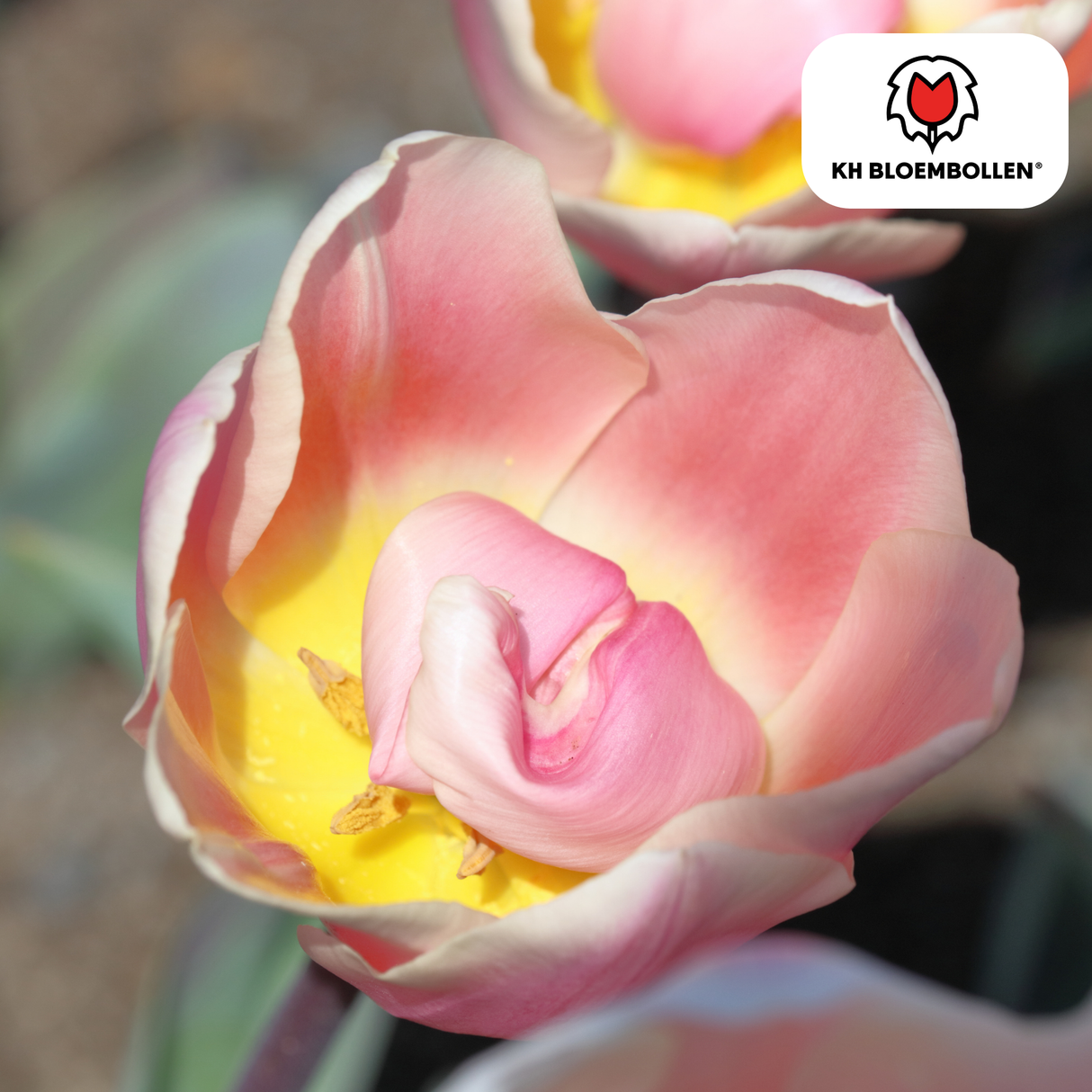 Bulbes de tulipes Apricot Delight – 20 pièces | KH Bloembollen® | Tulipe rose abricot – Douce & fraîche – Cadeau pour jardin ou pot – Taille 11/12 – Frais du producteur !