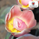 Bulbes de tulipes Apricot Delight – 20 pièces | KH Bloembollen® | Tulipe rose abricot – Douce & fraîche – Cadeau pour jardin ou pot – Taille 11/12 – Frais du producteur !