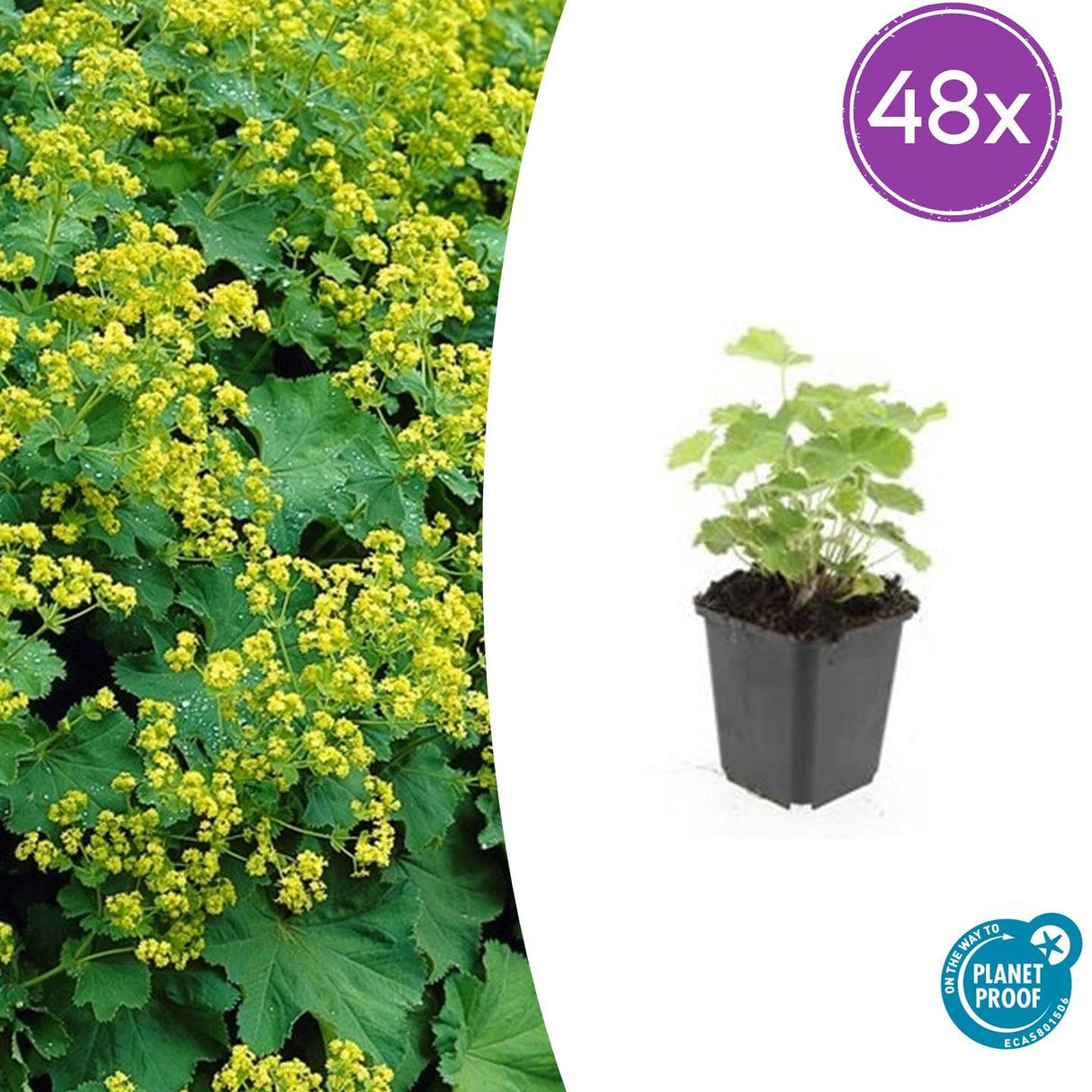 48x Alchemilla mollis - ↕10-25cm - Ø9cm