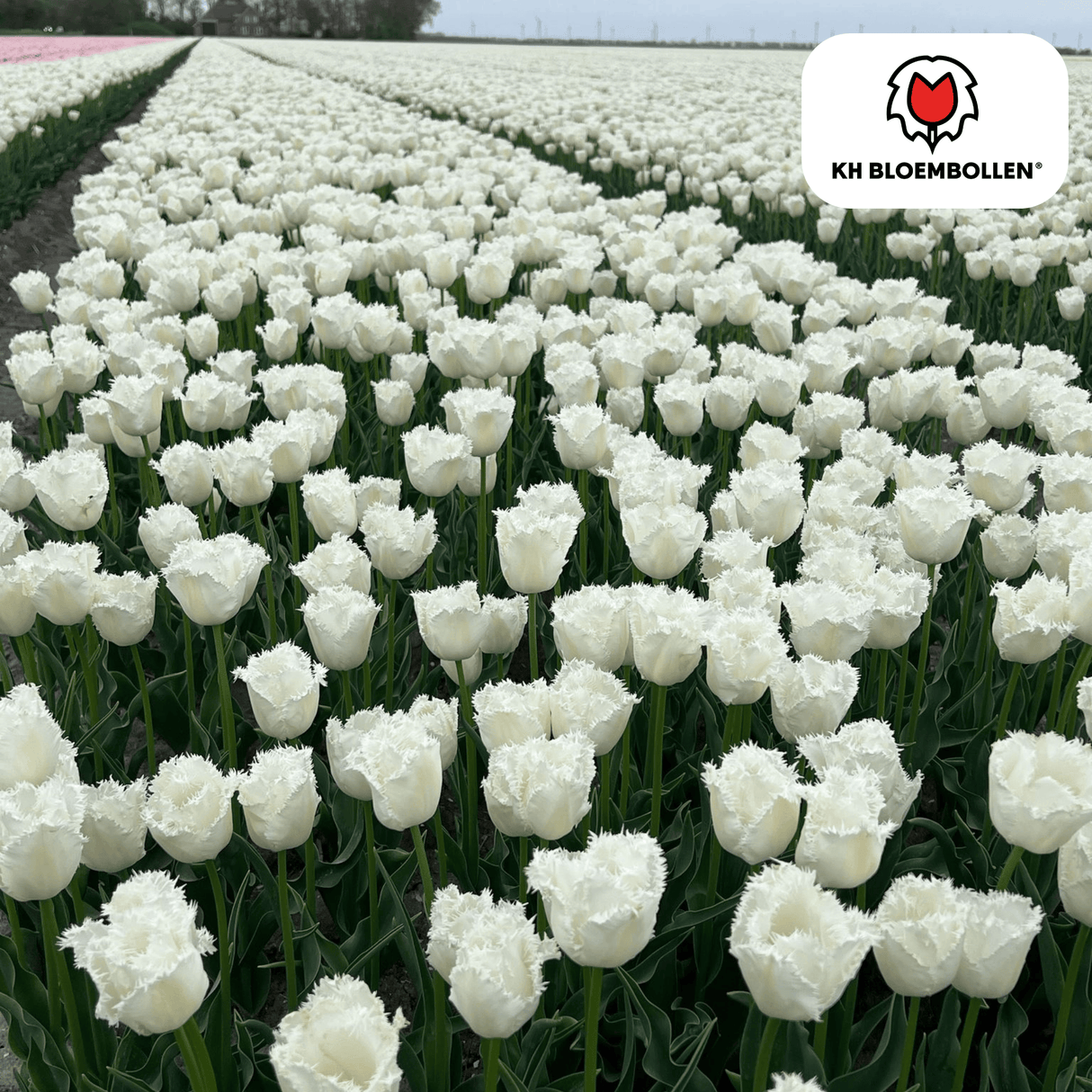 Tulpenbollen Honeymoon – 20 Stuks | KH Bloembollen® | Witte Kartelrand Tulp – Elegant & Uniek – Cadeau voor Tuin of Pot – Maat 11/12 – Vers van de Teler!