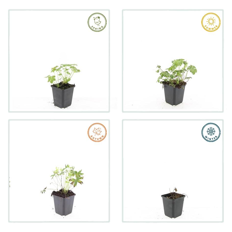 60x Geranium sang. 'Album' - ↕10-25cm - Ø9cm
