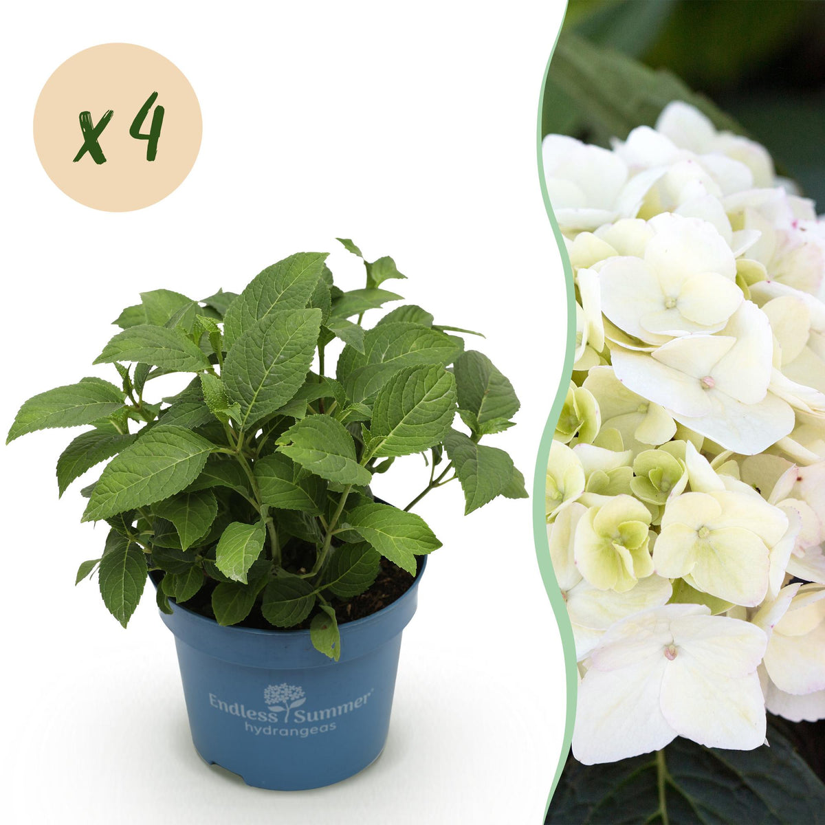 Green boutiQ - Tuinplant - Hydrangea Endles Summer The Bride - Hortensia - Winterhard - Wit - 4 Planten - Pot 14cm - Hoogte 20-25cm