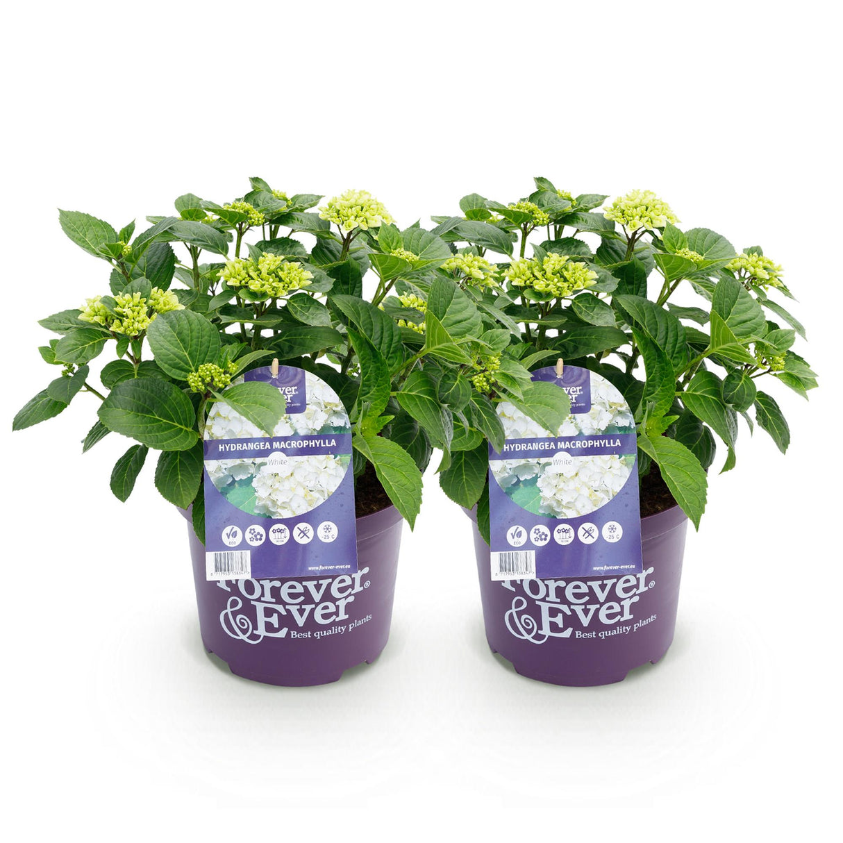 Green boutiQ - Terrasplant - Hortensia - Hydrangea Forever & Ever - Wit - 7-12 Bloemen - 2 Planten - Pot 23cm Hoogte 55cm