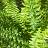 Nephrolepsis exaltata Green Lady - Varen - Huisdiervriendelijke Plant - Groen - 4 Planten - met Potter Grijs - Pot 12cm - Hoogte 25cm