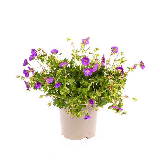 Geranium Rozanne Purple Ø19cm - ↕20cm - Ø30cm