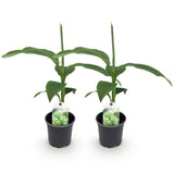 Green boutiQ - Fruitplant - Bananen plant - Musa Basjoo - Winterhard - 2 planten - Pot 12cm Hoogte 30cm
