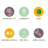 Green boutiQ - Terrasplant - Japanse Esdoorn - Acer palmatum Methamorphosa - Groen - 2 Planten - Bladverliezend - Pot 19cm Hoogte 70cm