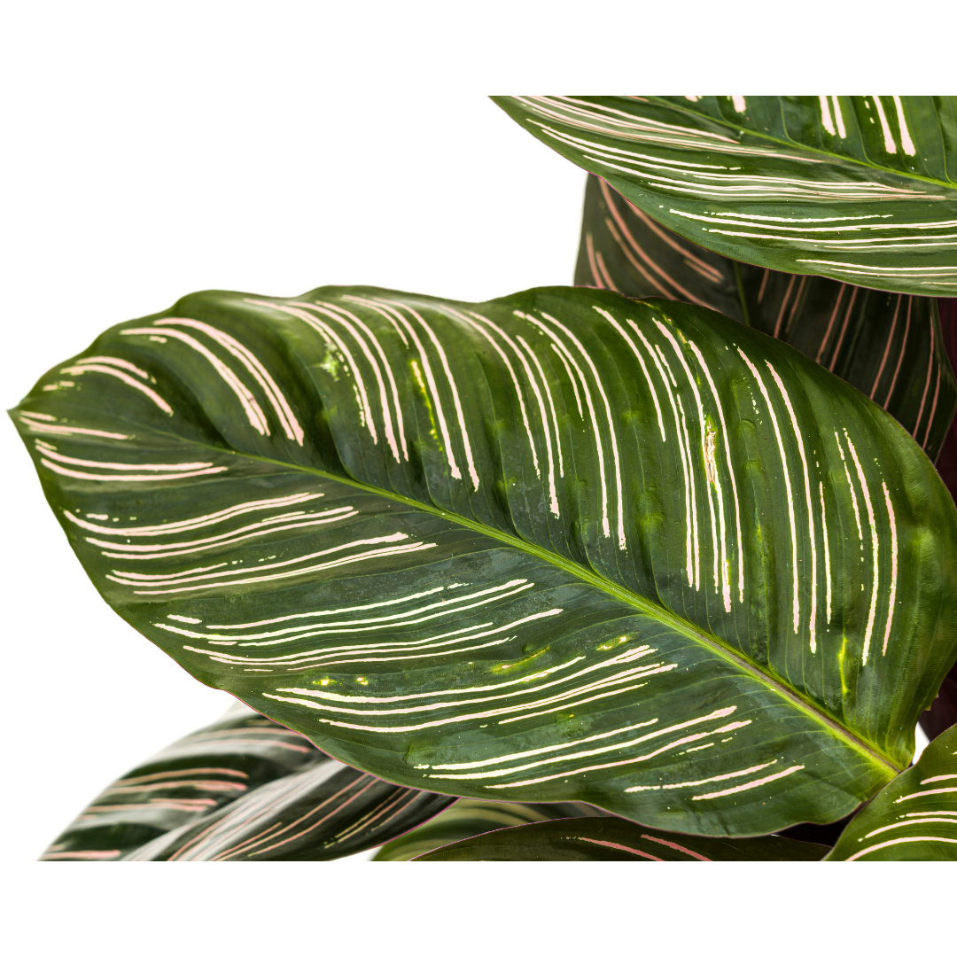 Slaapplant / Calathea Ornata Sanderiana - ↕70cm - Ø27cm