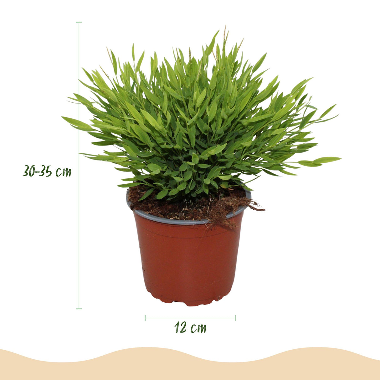 Bamusa Pogonatherum Monica - Bamboegras - Huisdiervriendelijke Plant - Groen - 2 Planten - met Mand - Pot 12cm - Hoogte 20cm