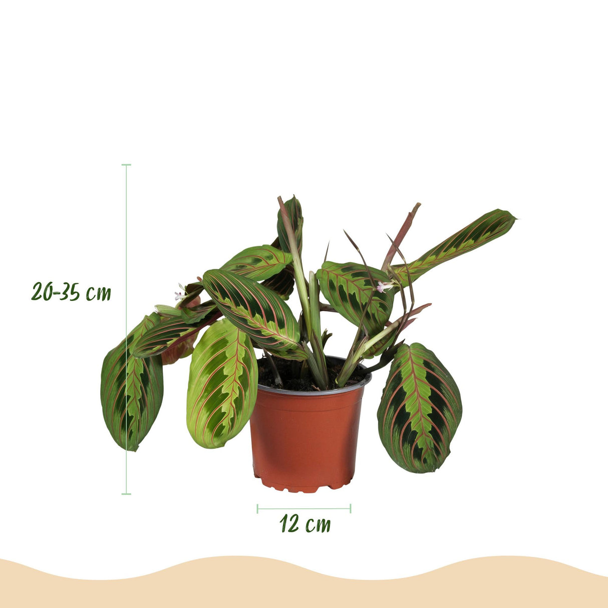 Chlorophytum - Maranta - Calissia - Nephrolepsis - Mix van 4 - Huisdiervriendelijke Planten - Groen - 4 Planten - met Mand - Pot 12cm - Hoogte 25cm