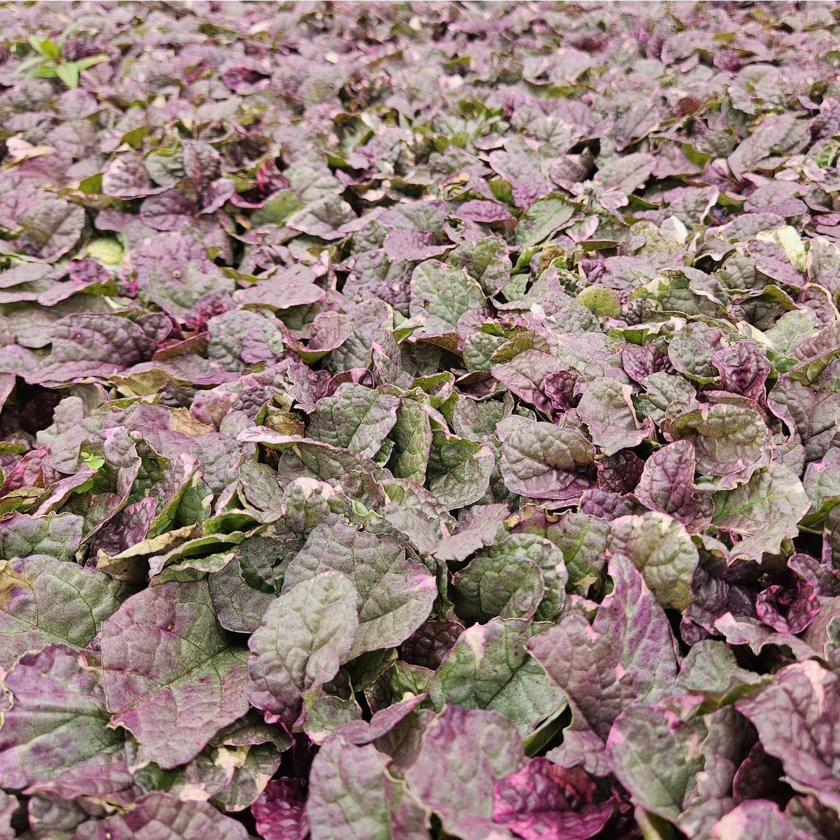 48x Ajuga reptans 'Burgundy Glow' - ↕10-25cm - Ø9cm