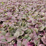48x Ajuga reptans 'Burgundy Glow' - ↕10-25cm - Ø9cm