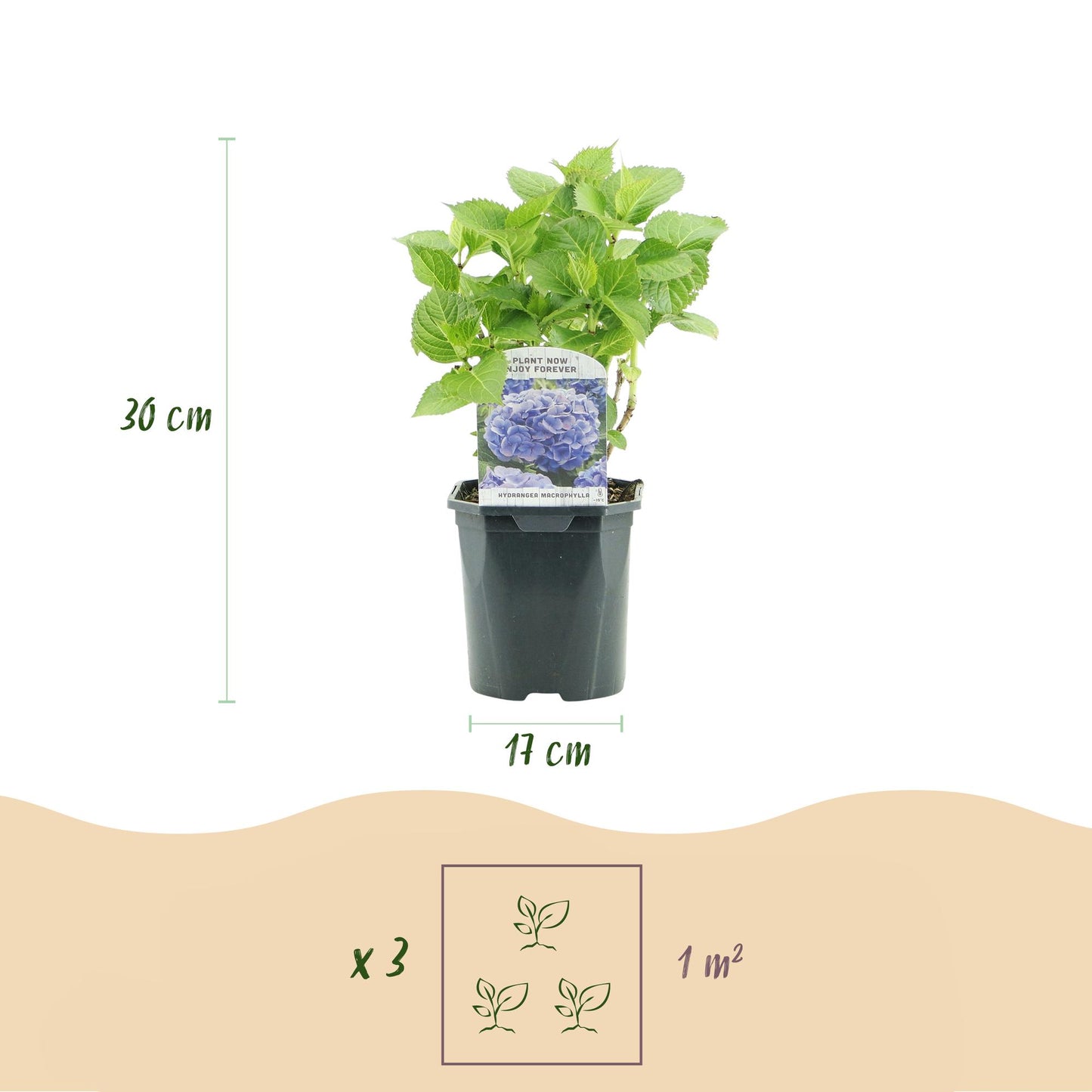 Green boutiQ - Hortensia - Hydrangea macrophylla Tricolour - Bloem Blauw, Roze en Wit  - 3 Planten - Bladverliezend - Weinig Onderhoud - Pot 17cm Hoogte 30cm