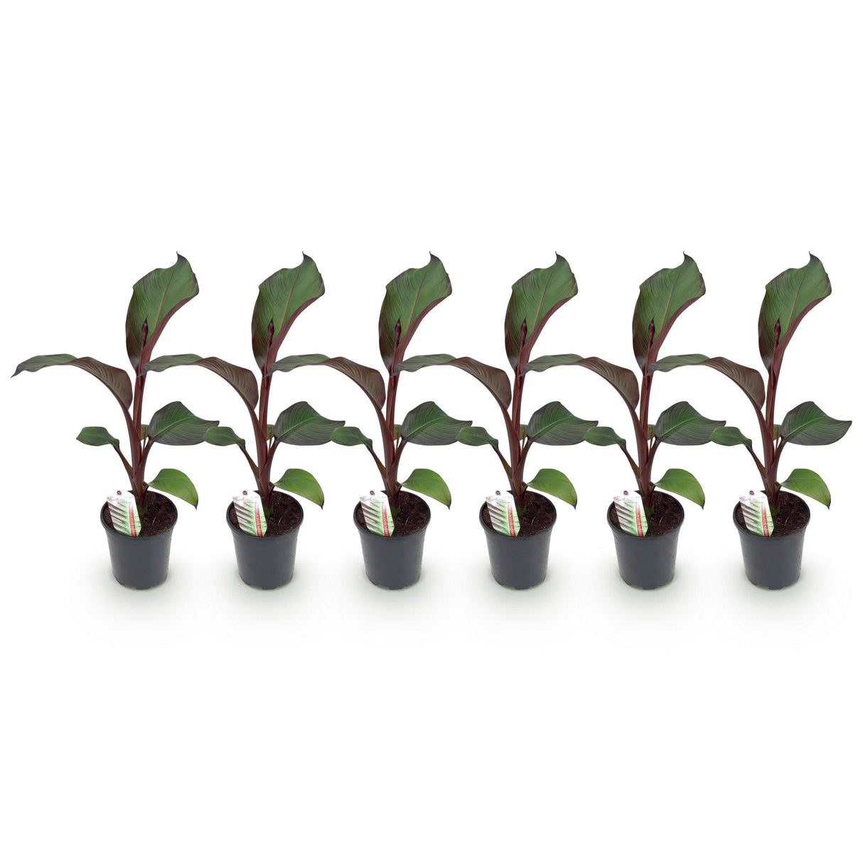 Green boutiQ - Fruitplant - Bananen plant - Ensete ventricosum Maurelli - Winterhard - 6 planten - Pot 17cm Hoogte 40cm