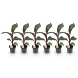 Green boutiQ - Fruitplant - Bananen plant - Ensete ventricosum Maurelli - Winterhard - 6 planten - Pot 17cm Hoogte 40cm