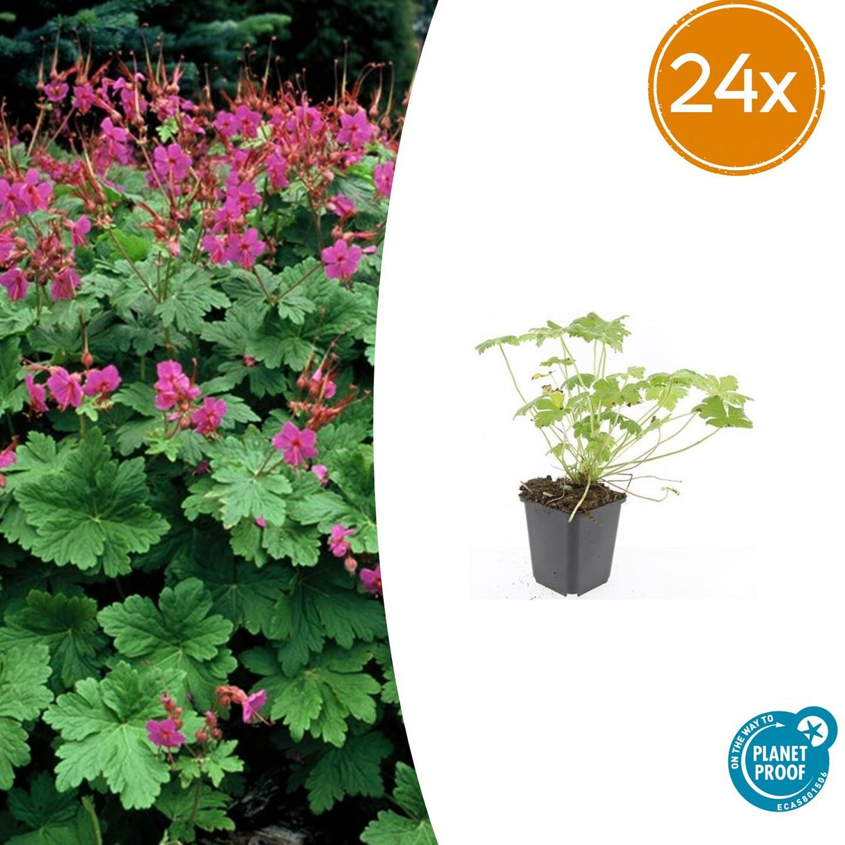 24x Geranium macr. 'Czakor' - ↕10-25cm - Ø9cm