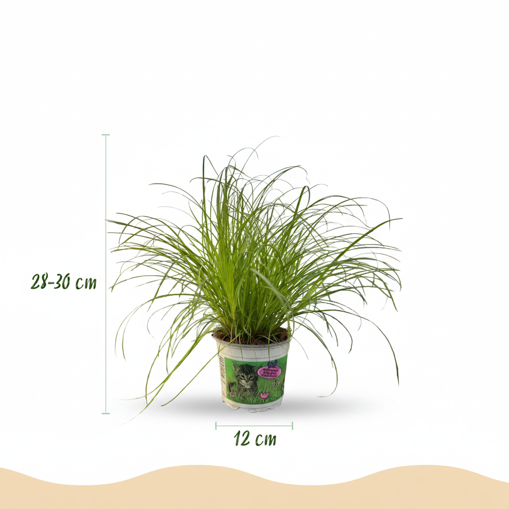 Cyperus alternifolius Zumula - Kattengras - Huisdiervriendelijke Plant - Groen - 4 Planten - met Potter Wit - Pot 12cm - Hoogte 20cm
