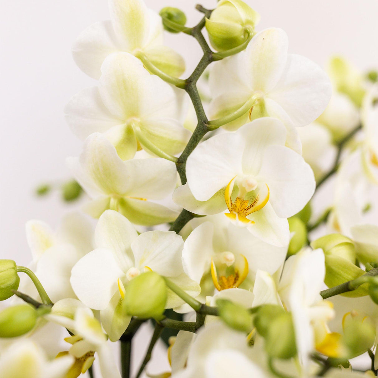 Kolibri Orchids | witte plantenset in Cotton Basket incl. waterreservoir | drie witte orchideeën Lausanne 9cm en drie groene planten | Jungle Bouquet wit met zelfvoorzienend waterreservoir