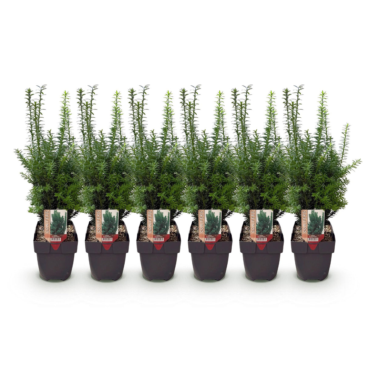 Green boutiQ - Haagplanten - Taxus media Hilii - blad groen - 6 planten - 1 strekkende meter - groenblijvend - pot 17cm hoogte 60cm