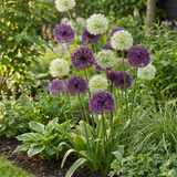 80x Allium Purple - White Mix - Sierui paars-wit mix - Paars en Wit - Zomerbloeier - Bolmaat 10/12