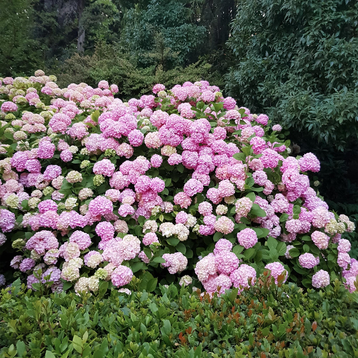 Hortensia / Hydrangea macrophylla Pink - Bloem Roze - 1 Plant -  Bladverliezend - Weinig Onderhoud - Pot 17cm Hoogte 30cm