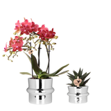 Kolibri Orchids | Plantenset Chrome - Rode Phalaenopsis Orchidee Blossom Congo & Succulent