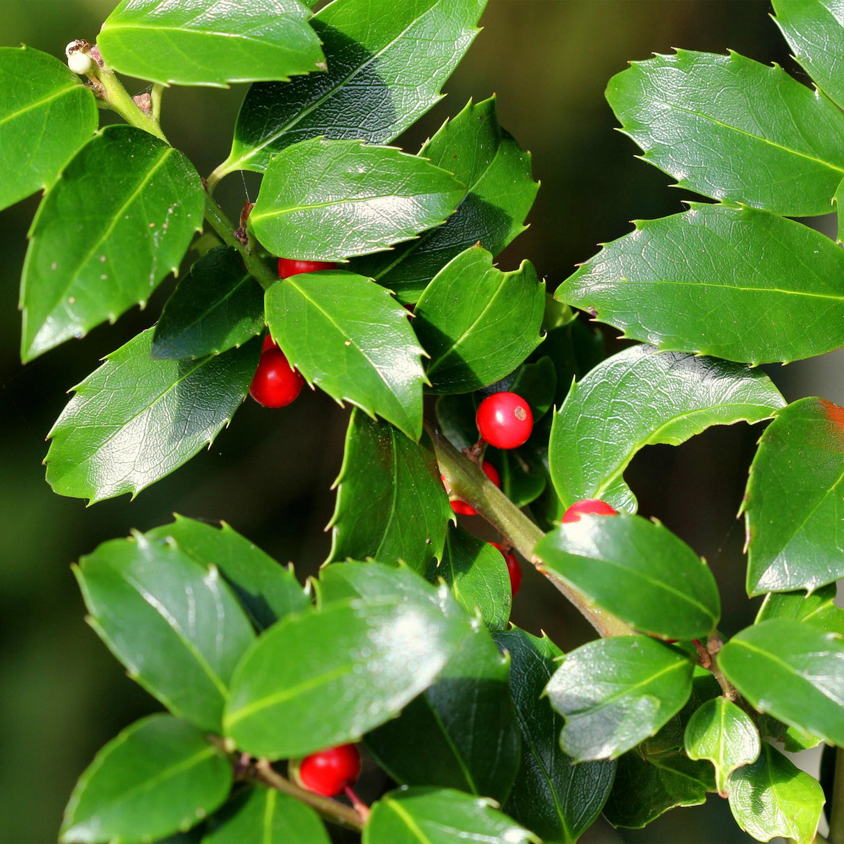 Green boutiQ - Haagplanten - Ilex Blue maid- blad groen - 8 planten - 1 strekkende meter - groenblijvend - pot 9cm hoogte 25-30cm