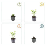 48x Agastache 'Blue Fortune' - ↕10-25cm - Ø9cm