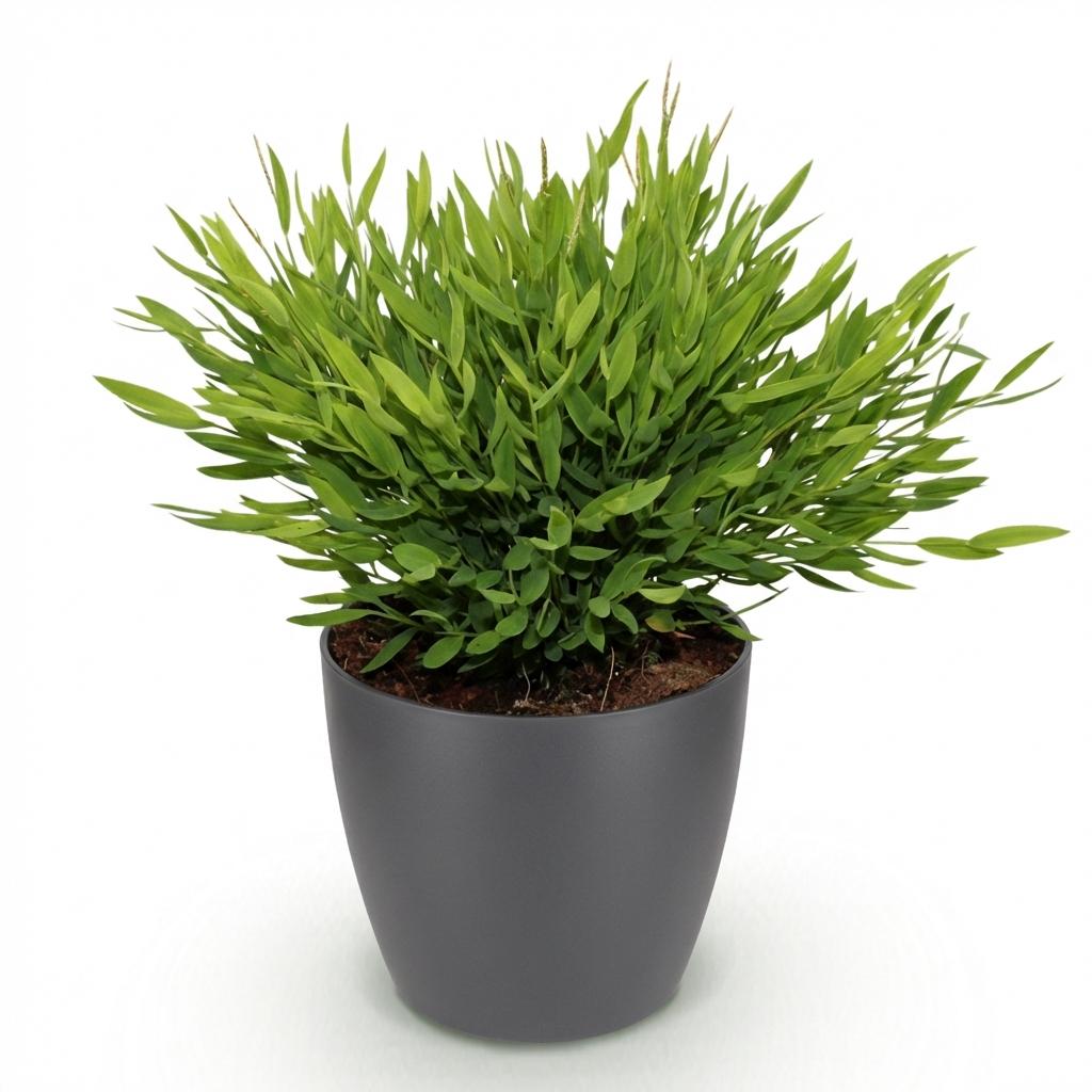 Bamusa Pogonatherum Monica - Bamboegras - Huisdiervriendelijke Plant - Groen - 1 Plant - met Potter Grijs - Pot 12cm - Hoogte 20cm