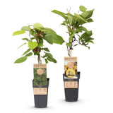 Fruitplant - Actinidia Weiki & Golden Kiwi - Kiwiplant - 1 Mannelijke - 1 Vrouwelijke - Planten - Geel - Pot 15cm - Hoogte 50cm