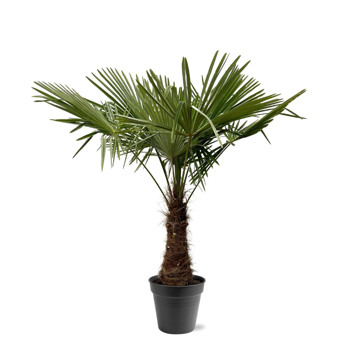 Trachycarpus Fortuneii - 220 - 240cm - Ø45