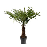 Trachycarpus Fortuneii - 220 - 240cm - Ø45
