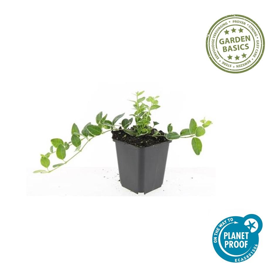 6x Vinca minor 'Ralph Shugert' - ↕10-25cm - Ø9cm