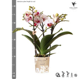 Kolibri Orchids | witte Phalaenopsis orchidee potmaat Ø9cm | Gibraltar | bloeiende kamerplant - vers van de kweker
