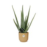 Aloe Vera 12cm in ELHO Vibes Fold 14cm geel