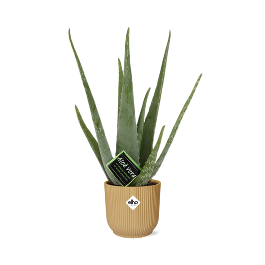 Aloe Vera 12cm in ELHO Vibes Fold 14cm geel