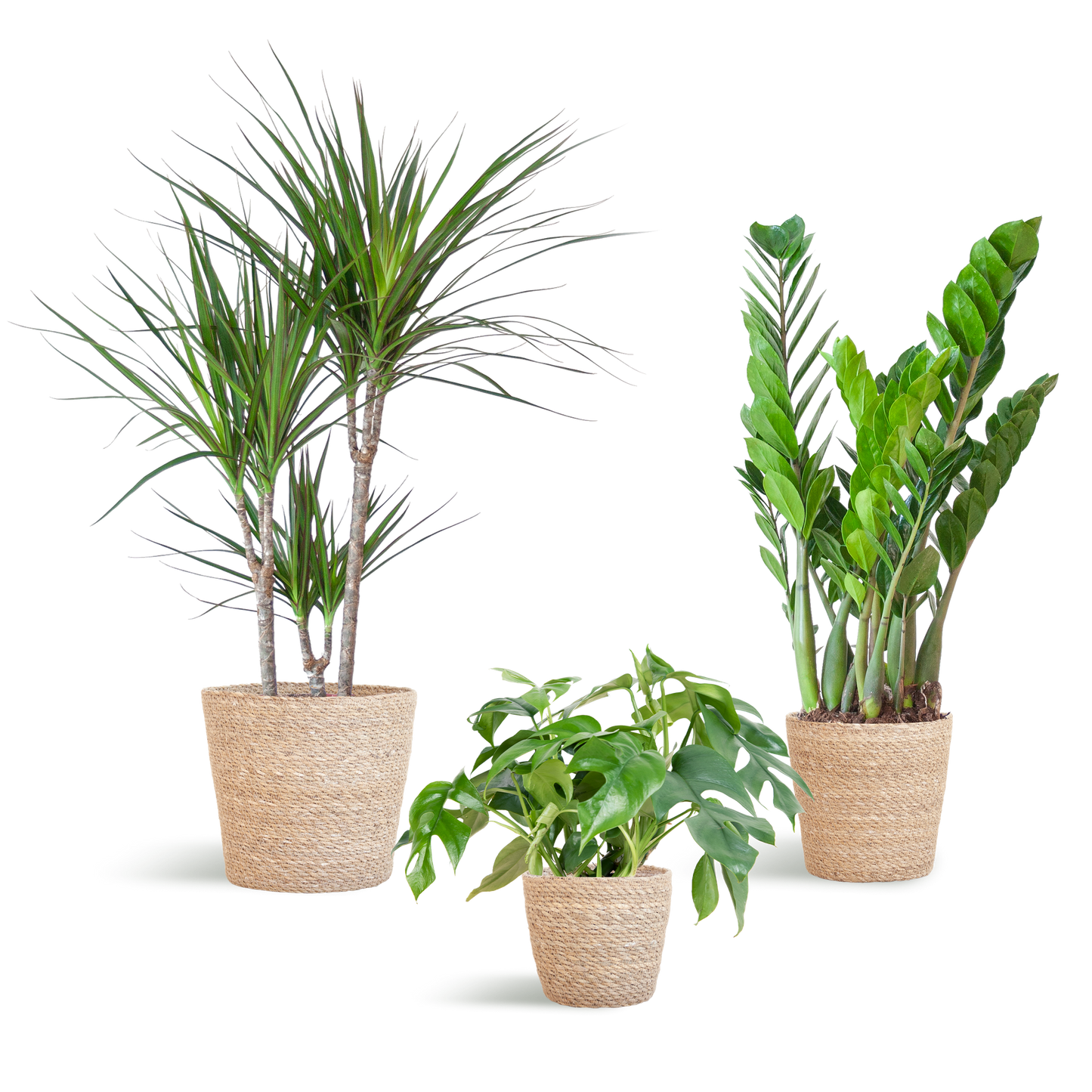 Schaduw Plantenset - incl. Manden