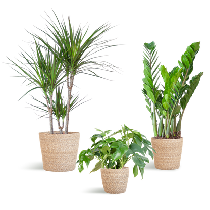 Schaduw Plantenset - incl. Manden
