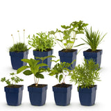 Borderpakket - Kleur Wit - 8 Vaste planten - 1 m2 - Diversen kleuren - Weinig Onderhoud - Pot 11cm