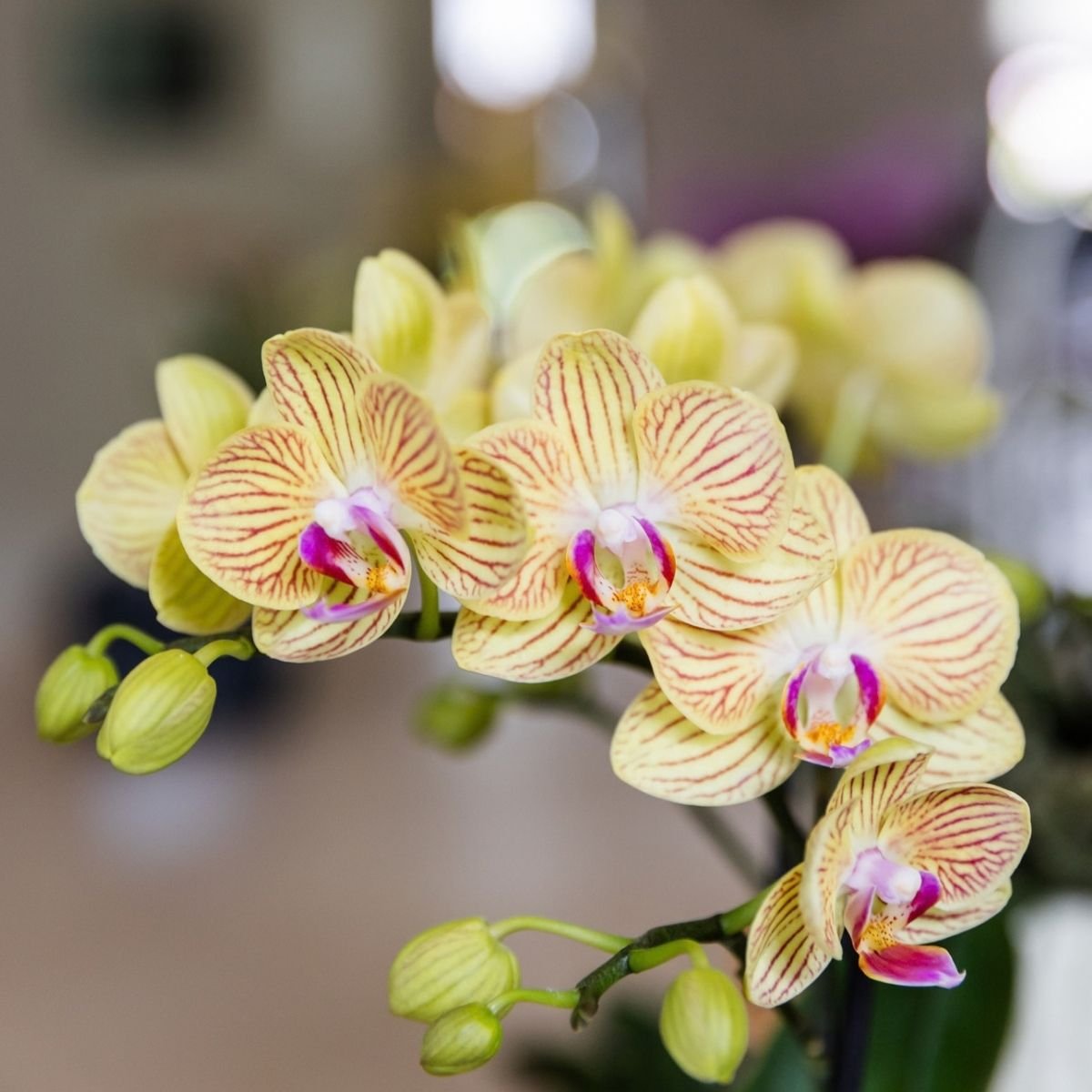 Kolibri Orchids | Gele Phalaenopsis Orchidee - Blossom Lima in Retro Sierpot Geel met Giftbox - Ø9 cm