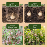 80x Allium Siculum - Siciliaanse honingklokje - Crème en Roze - Zomerbloeier - Bolmaat 10/12